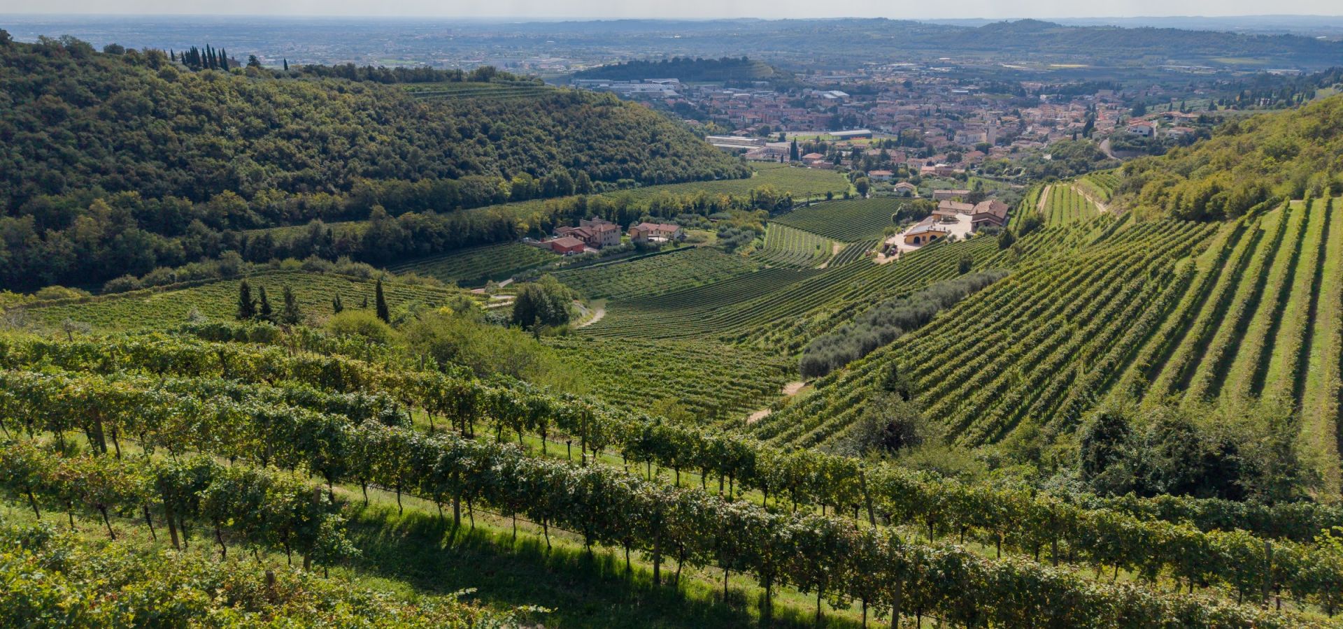 Vigna al tramonto in Valpolicella