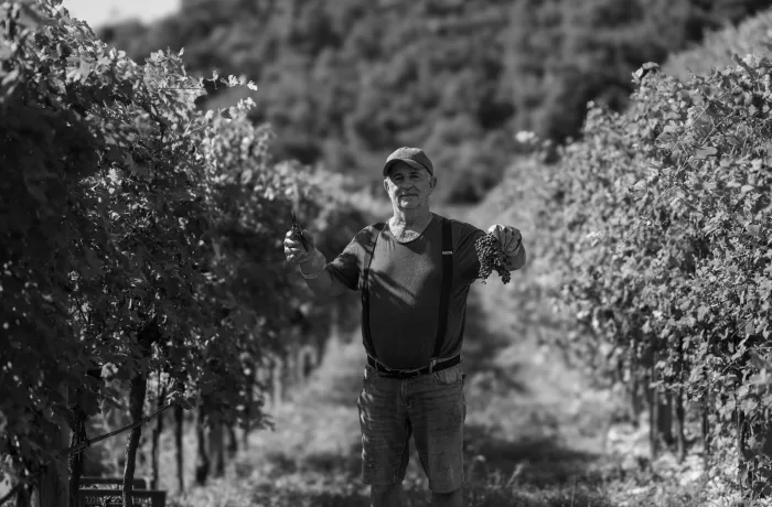 Vigneto Coali durante la vendemmia 2024