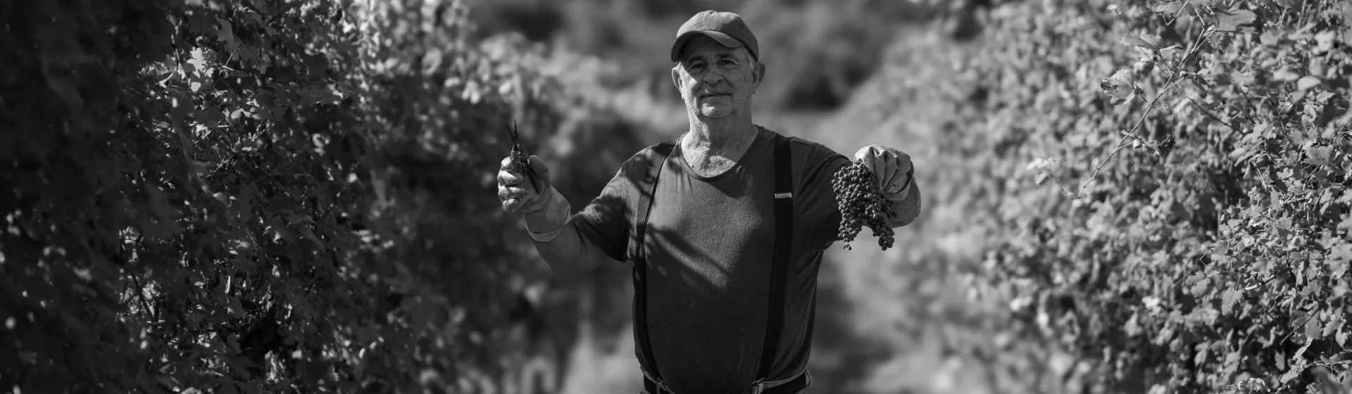 Vigneto Coali durante la vendemmia 2024